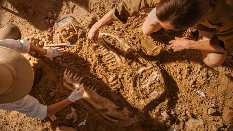 Top-Down View: Two Great Paleontologists Cleaning Newly Discovered Dinosaur Skeleton. Archeologists Discover Fossil Remains of New Species. Archeological Excavation Digging Site.