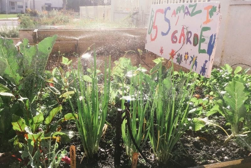 Classroom Gardening Ideas for Hands-on Learning