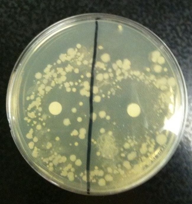 Petri dish divided in half with bacteria and paper disks on the surface