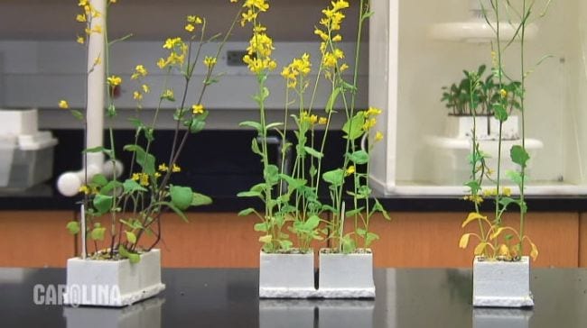 Pea plants growing in white square containers on a lab table