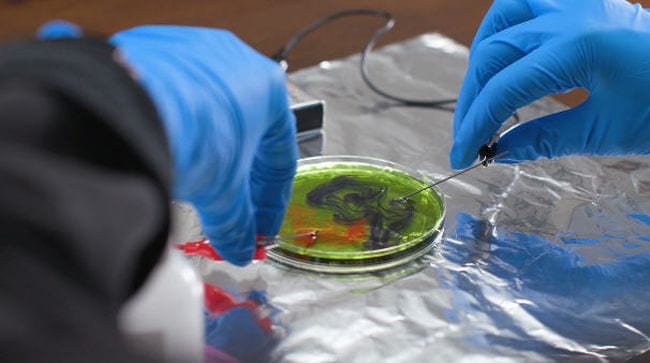 Students using electrical circuits to test items in a petri dish (Science Experiments for High School)