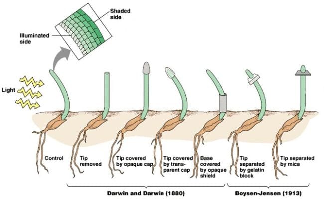 Diagram of plant seedlings moving toward light affected by different variables (Science Experiments for High School)