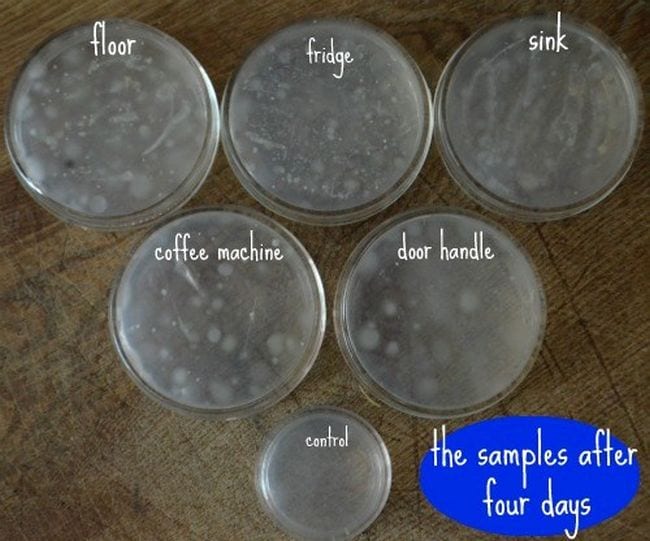 Petri dishes marked floor, fridge, sink, and more, each showing some bacterial growth (Seventh Grade Science)