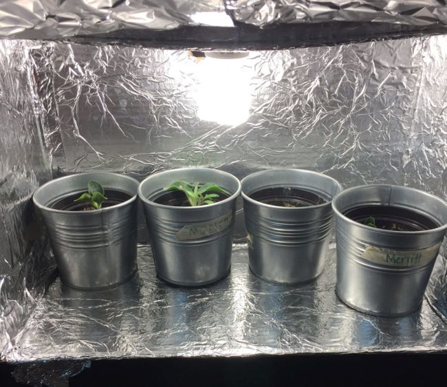 DIY plant grow box made with aluminum foil