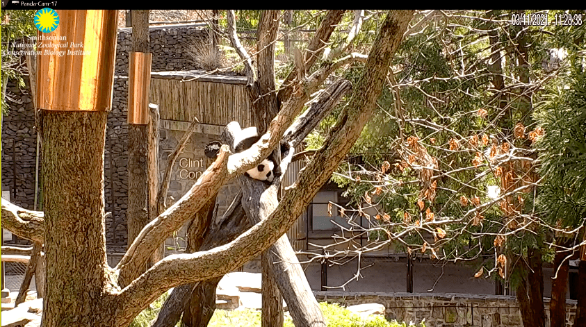 Still from Smithsonian National Zoo panda cam