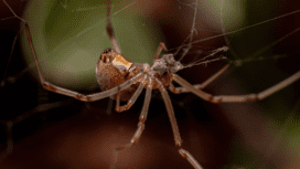 The Very Best Spider Videos for Kids