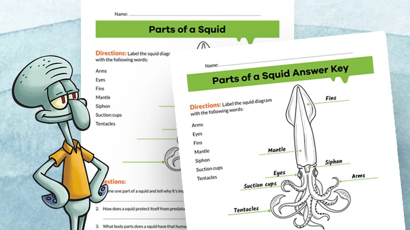 Flat lay of pages 4-5 of Squid Lab Dissection Activity PDF with Squidward