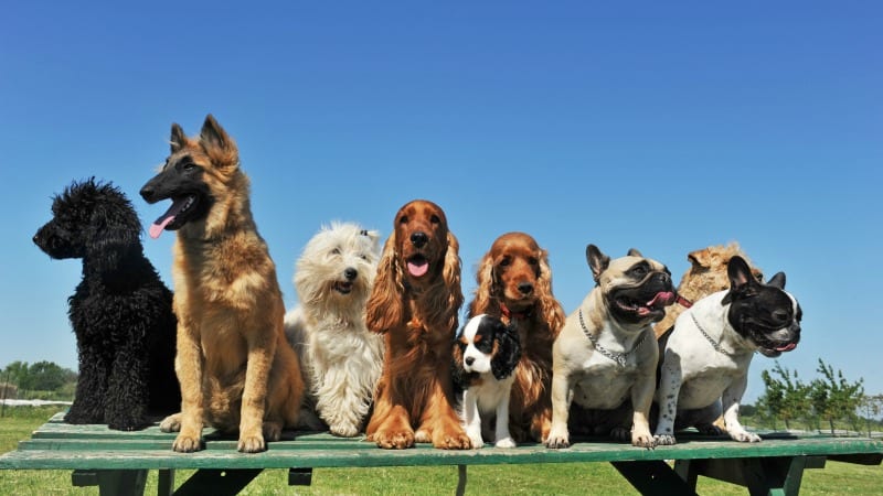 teacher_dog