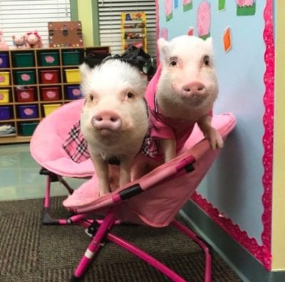 This Teacher Takes Two Pigs to Her Classroom Every Single Day