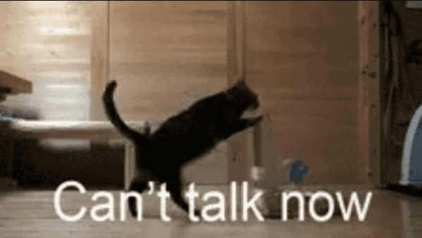 This is the Time Teachers Catch Up on Normal Life cat gif