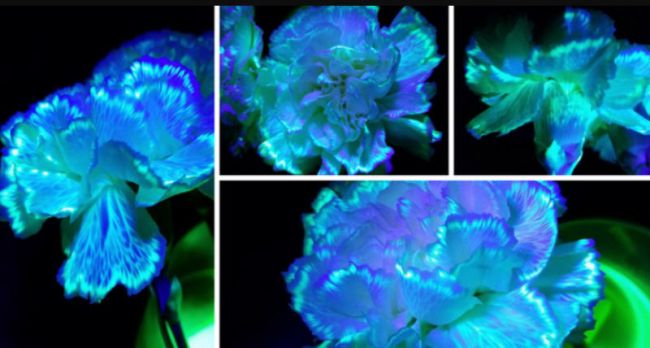 Flowers with their vascular systems glowing blue and green under black light