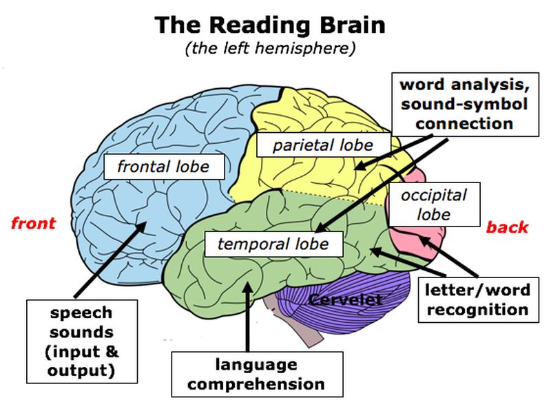 What Is the Science of Reading?