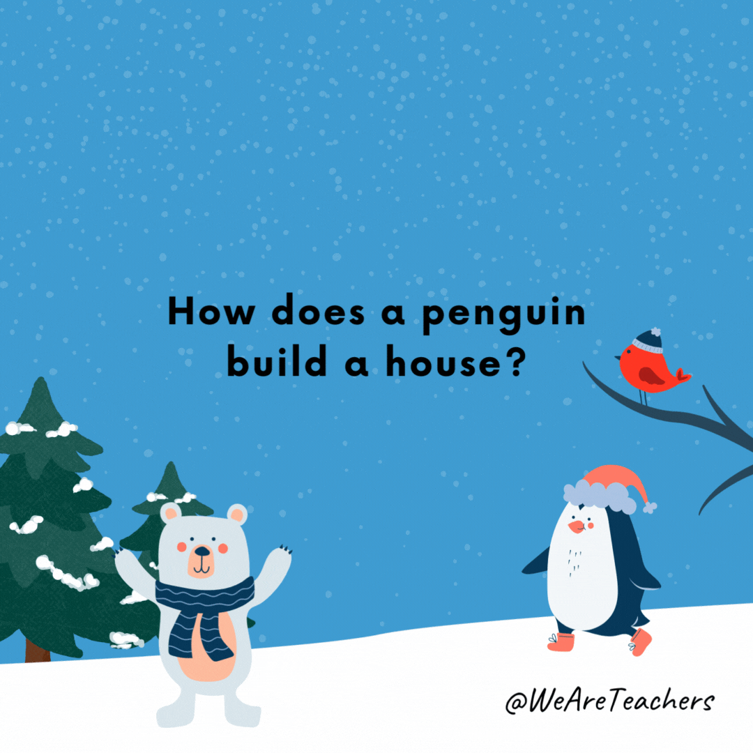 ¿Cómo construye un pingüino una casa?