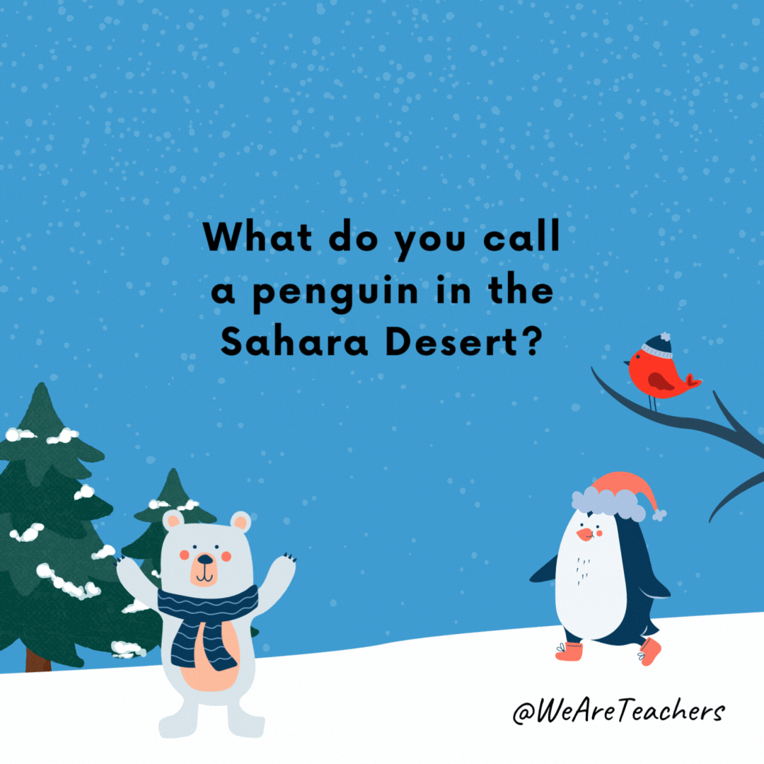 What do you call a penguin in the Sahara Desert?